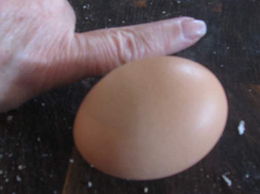 freshly laid egg