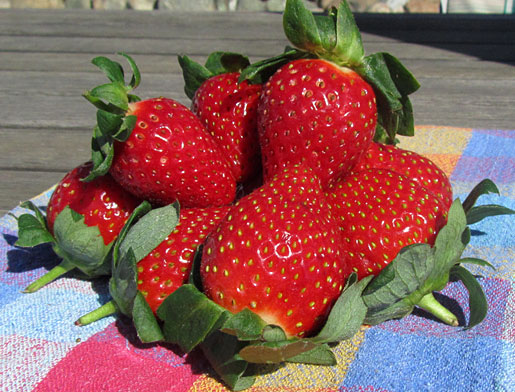 fresh strawberries