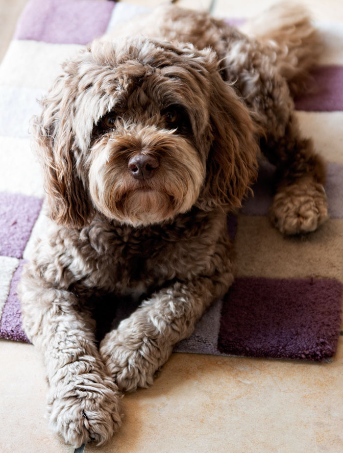 Charlie the Cavoodle